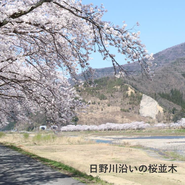 日野川沿いの桜並木
